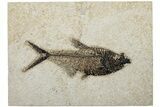 6.8" Fossil Fish (Diplomystus) - Wyoming - #203207-1